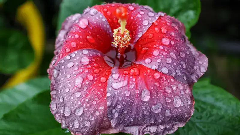 miami bloom flower